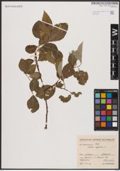 Foto von Salix caprea L.